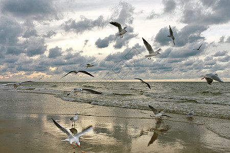 日落时的飞行海鸥图片