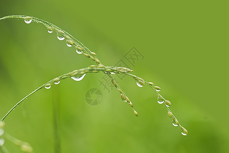 雨之后的草草环境材料水滴花园公园绿色图片