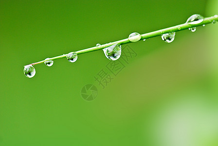 雨后竹子花园水滴场地材料绿色公园环境背景图片