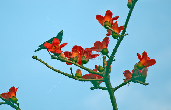 卡波克和鸟儿环保植物鸟类热带环境天空树木花朵红色花园图片