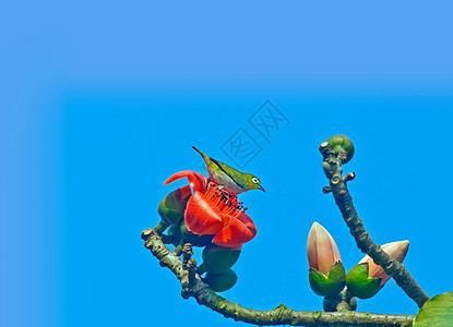 卡波克和鸟儿食物花朵植物红色热带树木环保鸟类天空环境图片