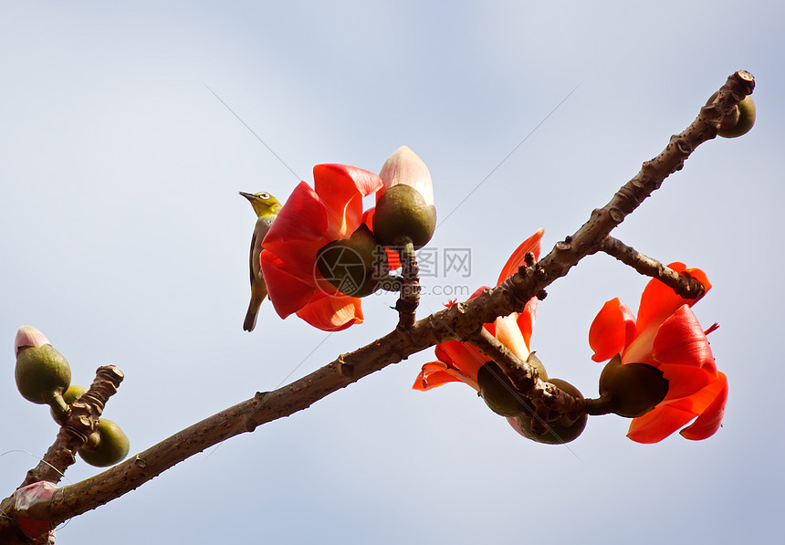 卡波克和鸟儿植物环保花园树木食物环境鸟类天空热带花朵图片