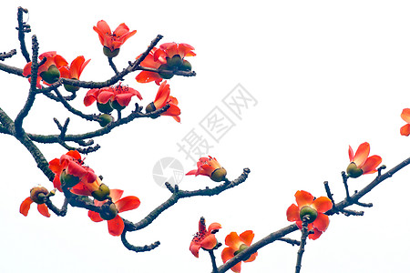 卡波克语Name天空红色树木环保热带花园环境鸟类食物花朵图片