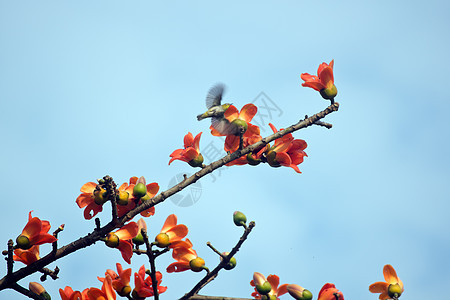 卡波克和鸟儿鸟类环境花园天空食物热带树木环保红色花朵图片