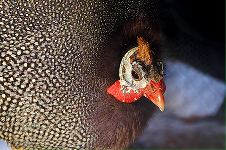 几内亚红色生物农场荒野野生动物蓝色家畜黑色麻雀动物图片