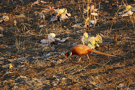 野鸡孔雀秋水仙日落动物橙子游戏男性打猎荒野蓝色图片