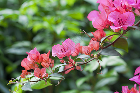 Azelea花花背景图片