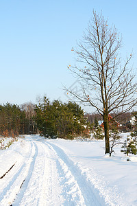 冬季公路植物树林场景阳光远足公园森林小路车道树木图片