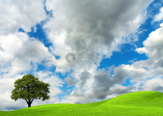 云天上的橡树图片