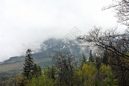 Misty山森林山脉石头天气高度天空薄雾插图绿色背景图片