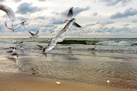 日落时飞行海鸥图片