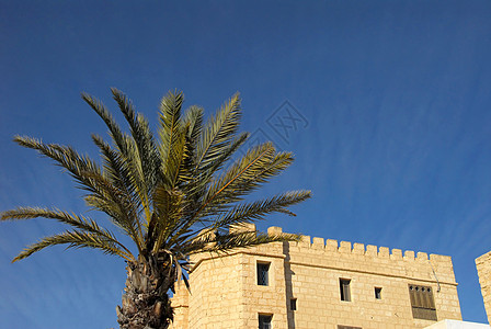 突尼斯植物棕榈图片