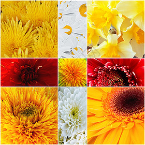 温柔花朵的黄花瓣和红花瓣图片