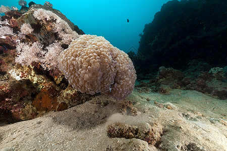 红海的泡泡珊瑚阳光太阳光异国海景天堂海洋生活植物蓝色动物图片