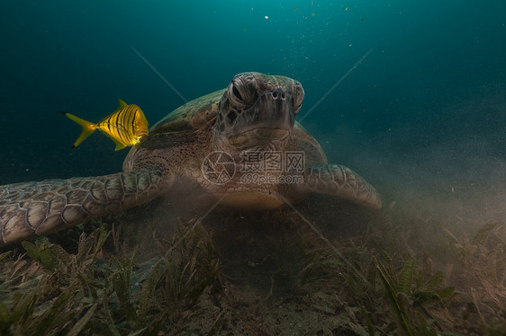 绿海龟和红海的漂流阳光射线海洋生活珊瑚盐水异国潜水太阳光情调图片