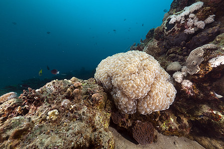 红海的泡泡珊瑚植物太阳热带动物生活旅行异国海洋阳光潜水图片