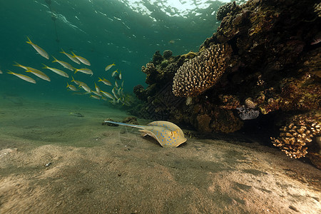 红海的蓝斑刺和珊瑚太阳光热带场景潜水植物天堂海洋动物生活阳光图片