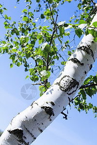 树枝和绿叶乡村叶子公园枝条桦木树林白色绿色森林季节图片