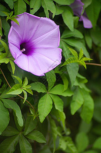 青草中的紫花花园紫色叶子场地墙纸植物群公园宏观草地植物图片