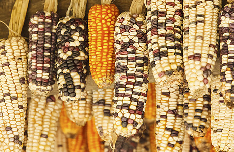美丽的玉米耳朵植物团体棒子文化市场收成蔬菜水果农民谷物图片