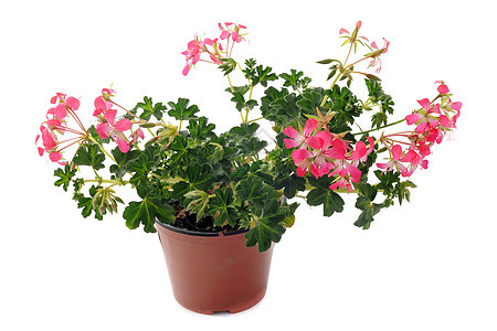 顶上红色花盆工作室绿色花朵粉色盆栽植物图片