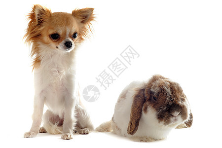 和拉普兔棕色耳兔宠物友谊动物工作室白色农场侏儒伴侣图片