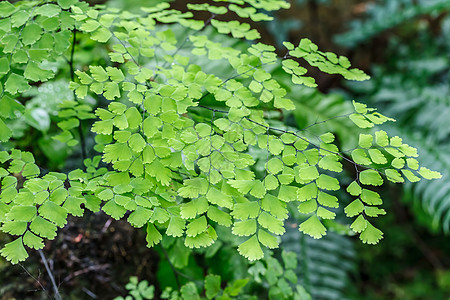 Fern 植物覆盖天然林的地表丛林生态墙纸荒野植物学衬套叶子植物群园林场地图片