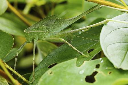 绿绿色的昆虫生物学漏洞宏观触角料斗生物天线蟋蟀蚱蜢图片