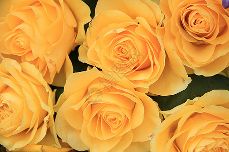 黄玫瑰花束绿色植物学花瓣植物群花店黄色花朵植物图片