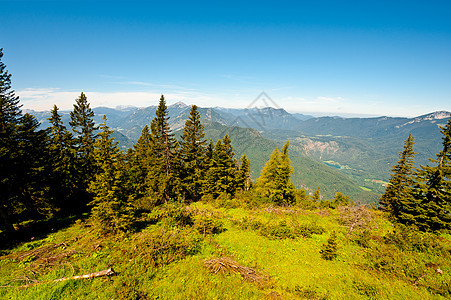 阿尔卑斯山植物岩石云杉峡谷树木牧场国家游客枞树高地图片