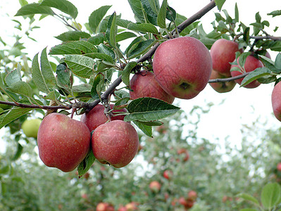 苹果树叶白色静脉水果圆形绿叶红色食物叶子图片