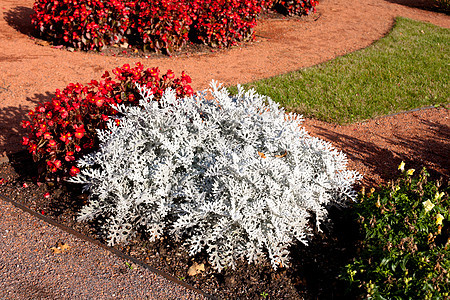 红花花花坛植物群绿色白色阳光黄色水平红色花朵花园图片