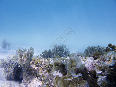 水下生物潜水员珊瑚生活异国潜水风景海绵游泳环境呼吸管图片