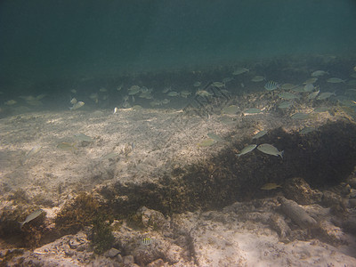 鱼类学校环境潜水潜水员情调异国珊瑚海绵生活呼吸管游泳图片