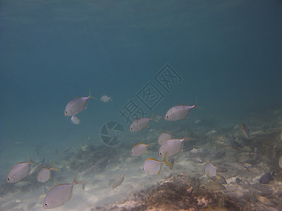 鱼类学校潜水情调海洋珊瑚生活海绵游泳呼吸管异国风景背景图片