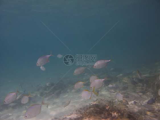 鱼类学校潜水情调海洋珊瑚生活海绵游泳呼吸管异国风景图片