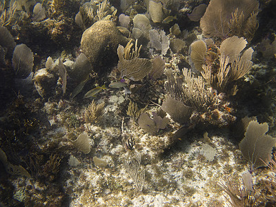 珊瑚礁中的鱼类潜水员异国风景游泳珊瑚呼吸管环境情调海绵潜水背景图片