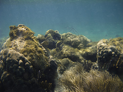 珊瑚礁风景珊瑚海洋情调潜水游泳海绵环境异国呼吸管图片