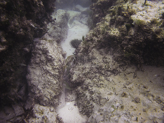 隐居鱼潜水异国生活潜水员呼吸管海绵海洋风景游泳珊瑚图片