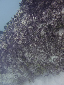 珊瑚屏障潜水潜水员呼吸管生活游泳海洋环境海绵异国情调背景图片