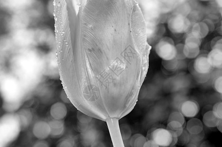 黑色和白色郁金香绿色叶子花瓣黑与白花园植物图片