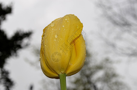 黄色郁金香花瓣叶子植物花园绿色图片