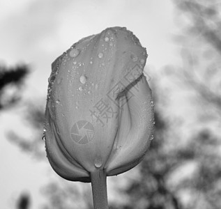 湿花瓣花园植物郁金香叶子绿色黑与白图片