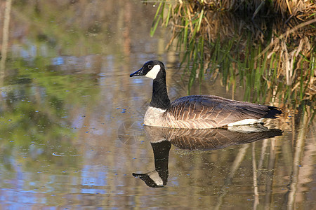 加拿大鹅野生动物动物水禽池塘航班荒野脖子鸟类蓝色黑色图片