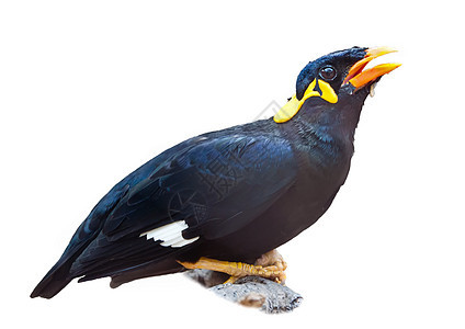 树枝上的Bird_Hill Myna_Perched 在白背景上孤立的树枝图片