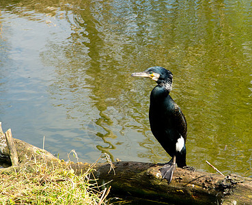 黑鸟野生动物动物荒野黑色羽毛图片