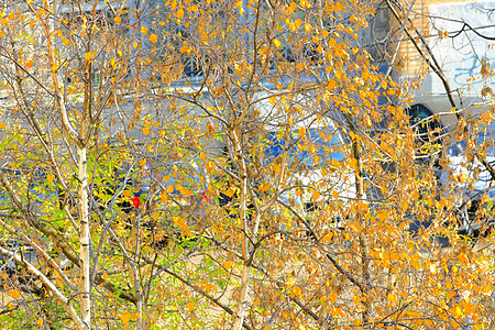 秋叶绿色植物时间树叶黄色图片