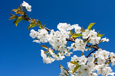 花苹果树植物水果植物群宏观果园生长天空植被季节农业图片
