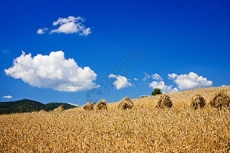 小麦田场地种子国家雏菊农场牧歌蓝色阳光环境季节图片