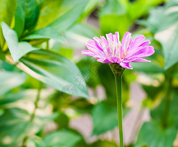 大自然的辛尼亚花朵植物学宏观花园橙子花瓣圆形粉色园艺快乐植物图片